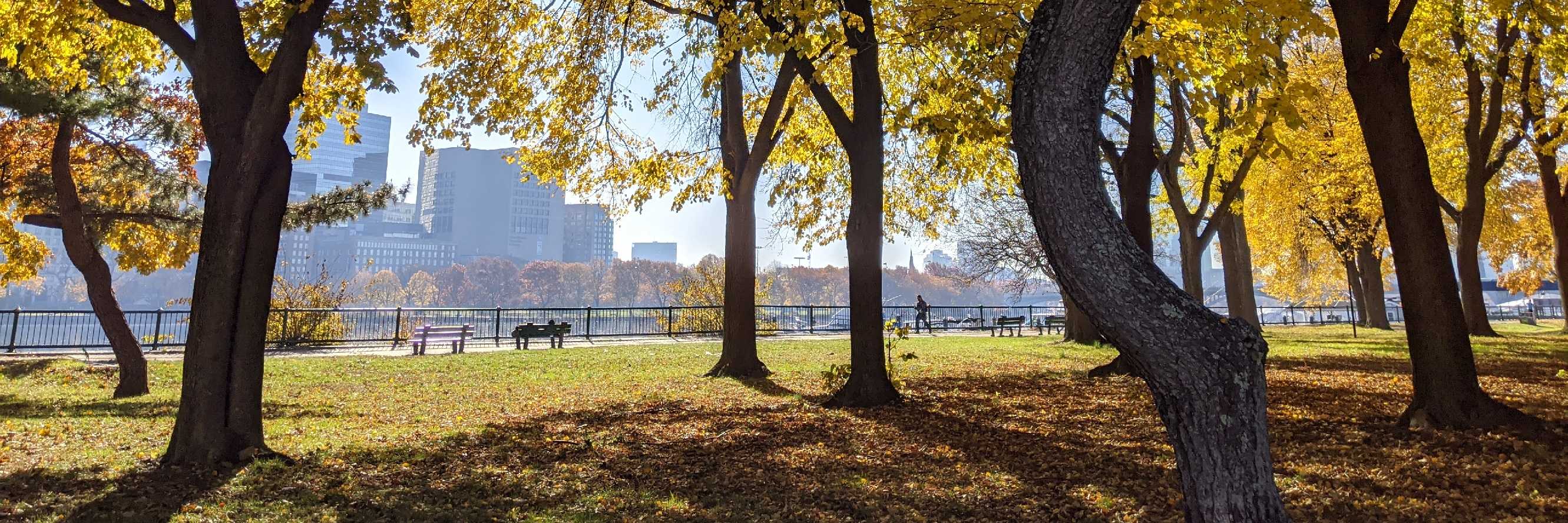 Trees in Charles River